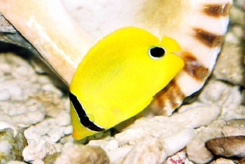  Chaetodon andamanensis (Andaman Butterflyfish)